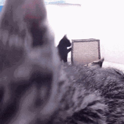Cat Paw GIF