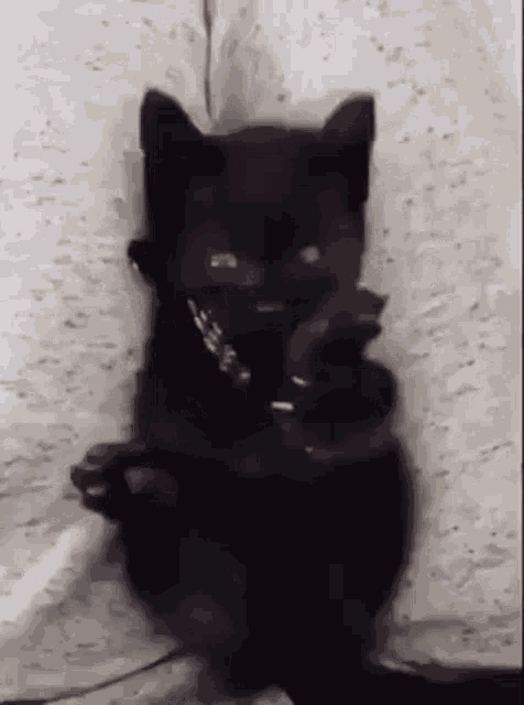 Cat Paws GIF