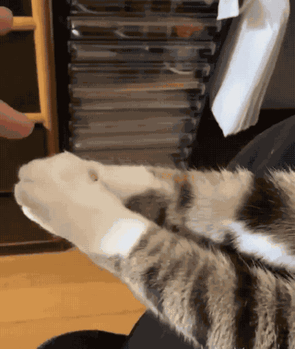 Cat Paws Hold Hands GIF