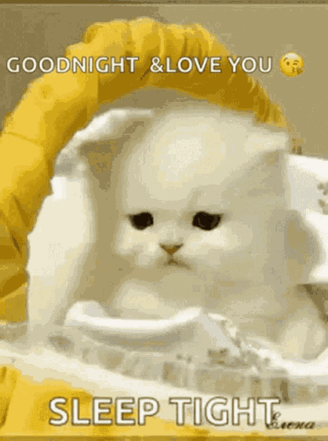Cat GIF