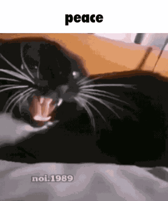 Cat Peace GIF