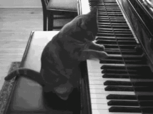 Cat Piano GIF