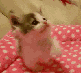 Cat Pink GIF