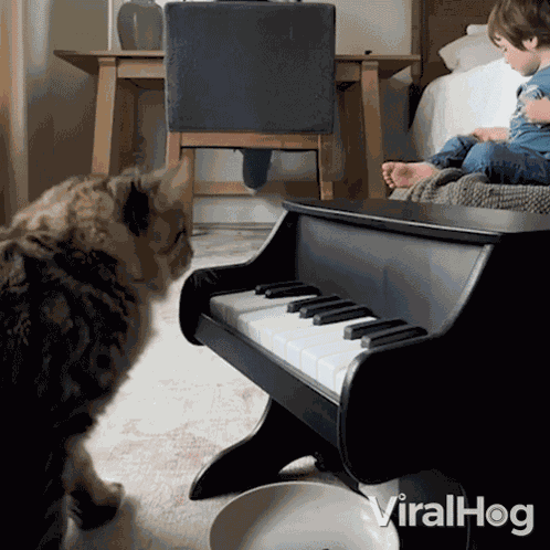 Cat Playing Piano Viralhog GIF