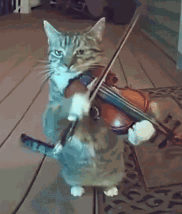 Cat Playing Violin GIF