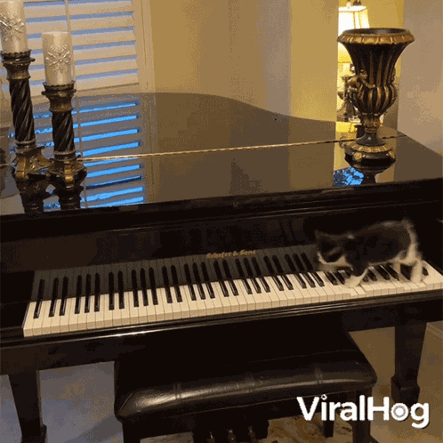 Cat Plays Piano Viralhog GIF