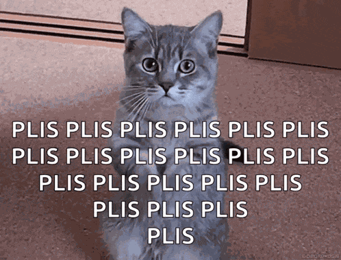 Cat Please GIF