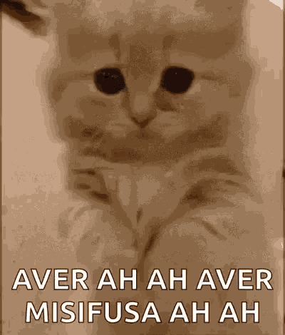 Cat Please GIF