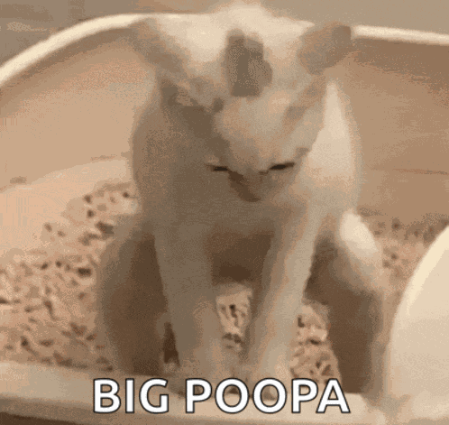 Cat Pooping Meme