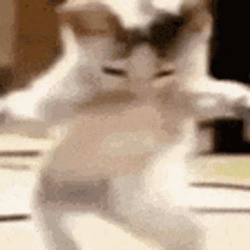 Cat GIF