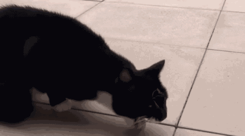 Cat Puke Puke GIF