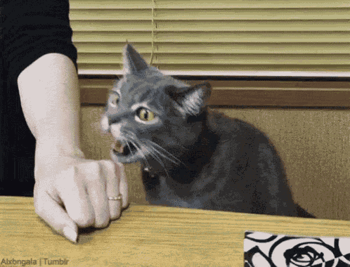Cat Pussy GIF