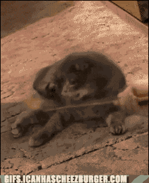 Cat Pussy Play GIF