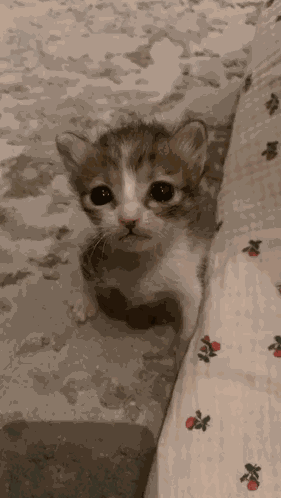 Cat Reaction Michi Triste GIF