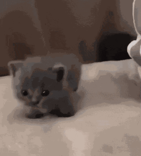 Cat GIF