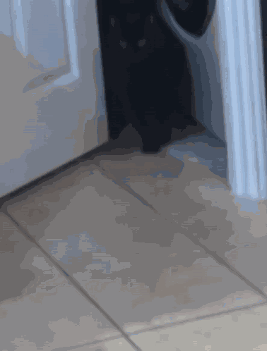 Cat Running Away GIF