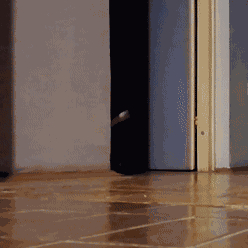 Cat Running In Circles GIF