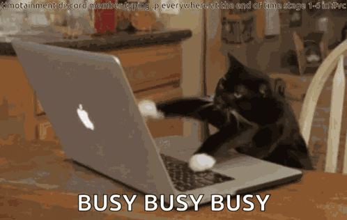 Cat GIF