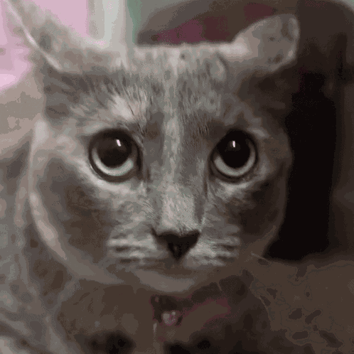 Cat Scared Cat GIF