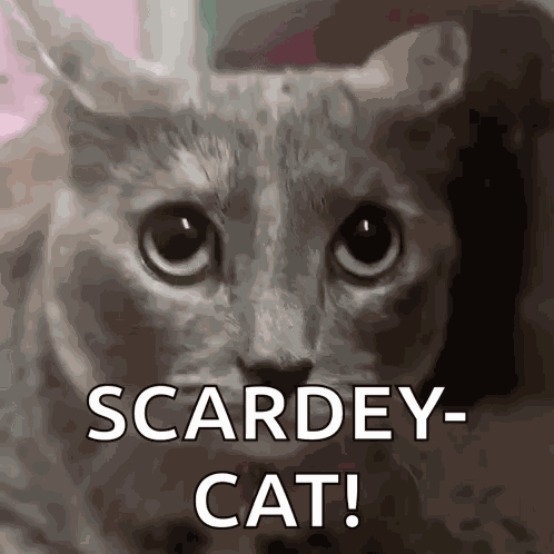 Cat Scared Cat GIF