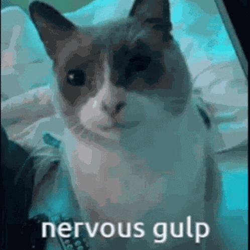 Cat Scared GIF