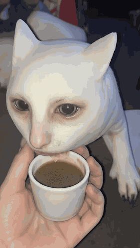 Cat Scary GIF