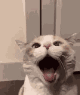 Cat Scream Cute Cat GIF