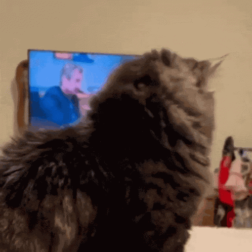 Cat Shock GIF