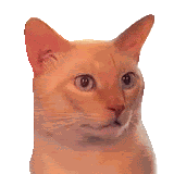 Cat Shocking Sticker