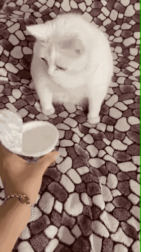 Cat Sick GIF