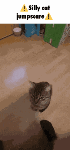 Cat Silly Cat GIF