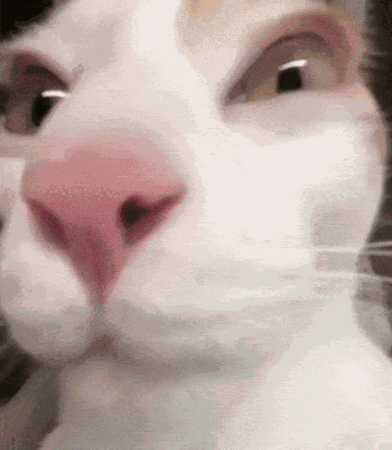 Cat Silly GIF