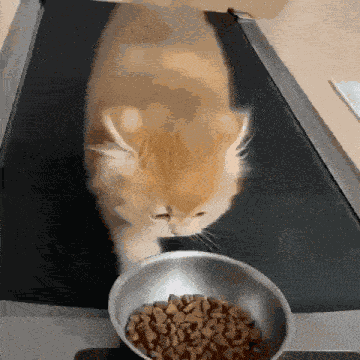 Cat Sisyphus GIF