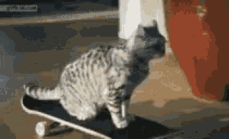 Cat Skateboard GIF