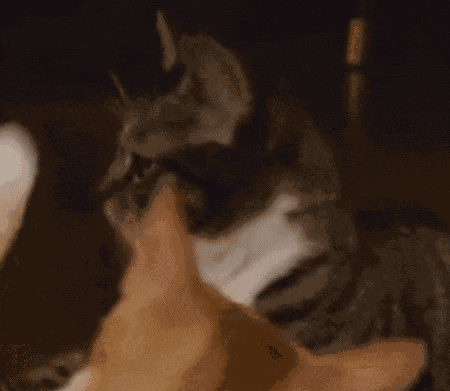 Cat Slap Cat Fight GIF