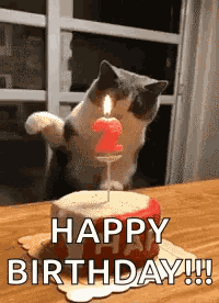 Cat Slap GIF