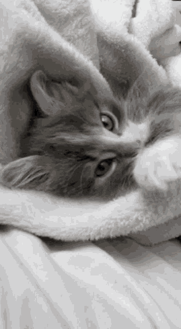 Cat Small GIF