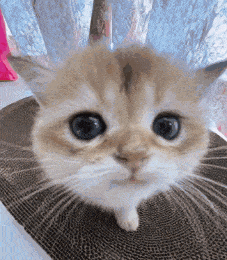 Cat Smile GIF