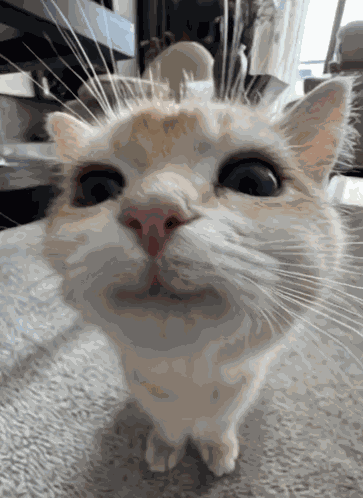 Cat Smile GIF