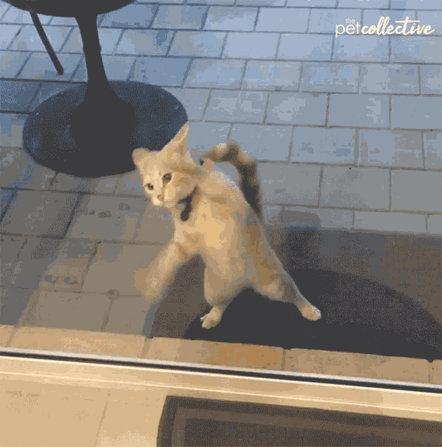 Cat Standing GIF