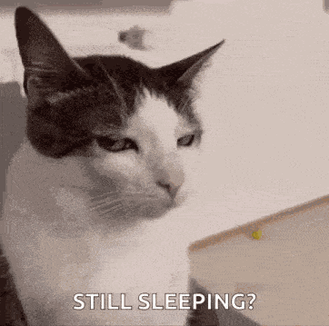 Cat Stare Angry Cat GIF