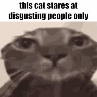 Cat Stare GIF