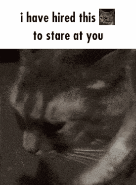 Cat Stare Staring GIF