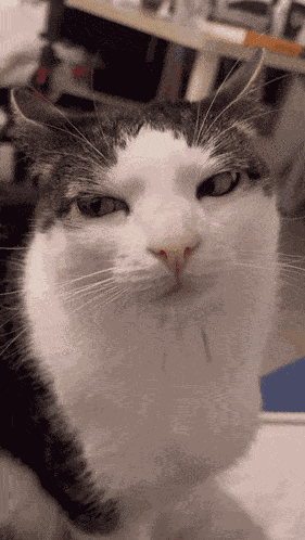 Cat Suspicious GIF