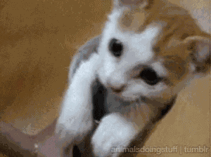 Cat Sweet GIF