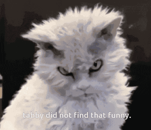 Cat Tabby GIF