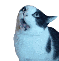 Cat The Pet Collective Sticker