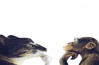 Cat Thinking Monkey Thinking Sticker