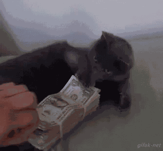 Cat This Is Mine GIF