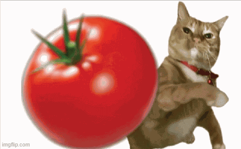 Cat Throw GIF